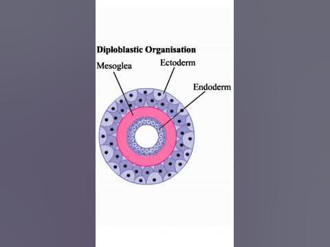 Diploblastic and Triploblastic organism#study #biology #shorts#trending