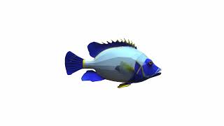 3d Render Sea Life With Yellow Angelfish Isolated