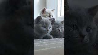 #shorts Cutest Kittens ever timelapse - Too Funny #babykittens #britishlonghaircat #kitten
