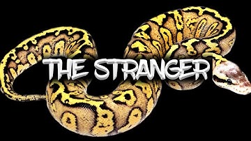 The Potential of the 