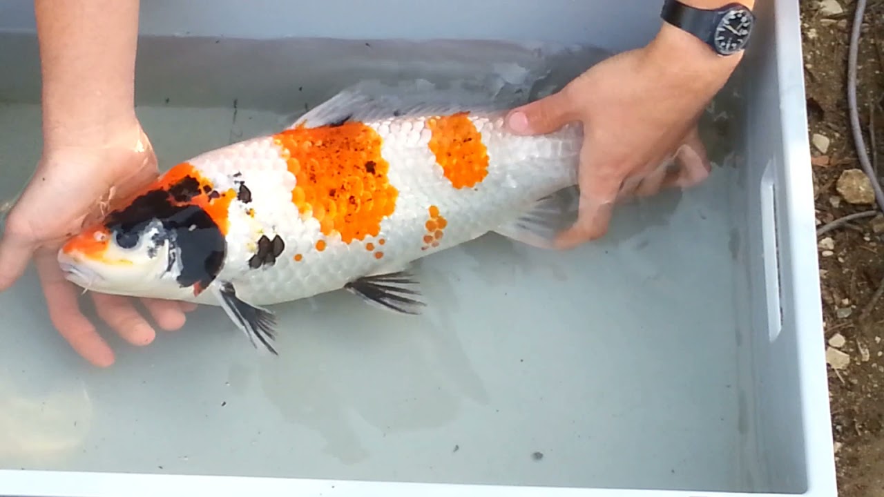 Wunde behandeln an einem Koi Karpfen