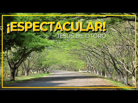 Jesús de Otoro, Intibucá │¡FENOMENAL! Túnel natural de arboles,