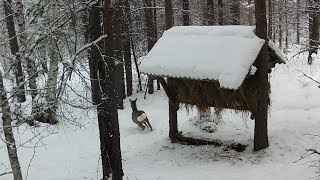 Фотоловушка на кормушке - Изюбри в кадре!