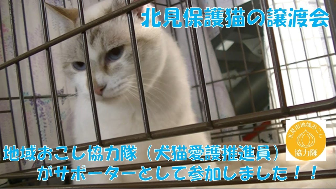 北見保護猫の譲渡会が開催されました Youtube