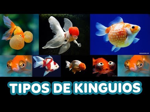 Variedades de KINGUIOS