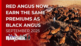 Red Angus Association | Sustainable Beef  | The American Rancher 9-15-25