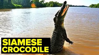 One Of The Most ENDANGERED Crocodiles In The World by Our planet 43 views 2 months ago 18 minutes