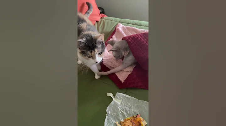 Video 9909791: cat calico hairless, hairless mom cat, cat calico funny