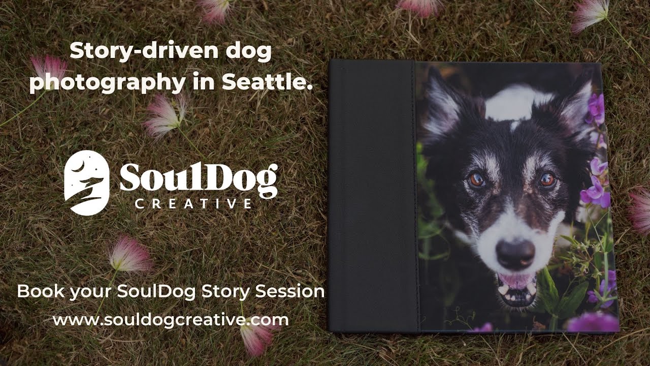 Story-driven dog photography in Seattle - Book your SoulDog Story Session with SoulDog Creative.