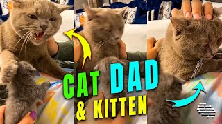 Cat Dad Can’t Seem to Accept His Kitten