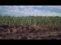 USA ONIONS Seed to Harvest