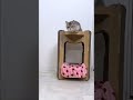 #マンチカン #cat #catlounge #ブリーダー　#猫 #cutecat #おもしろ動画
