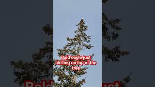 Bald eagle just chilling on top of the tree#Shorts