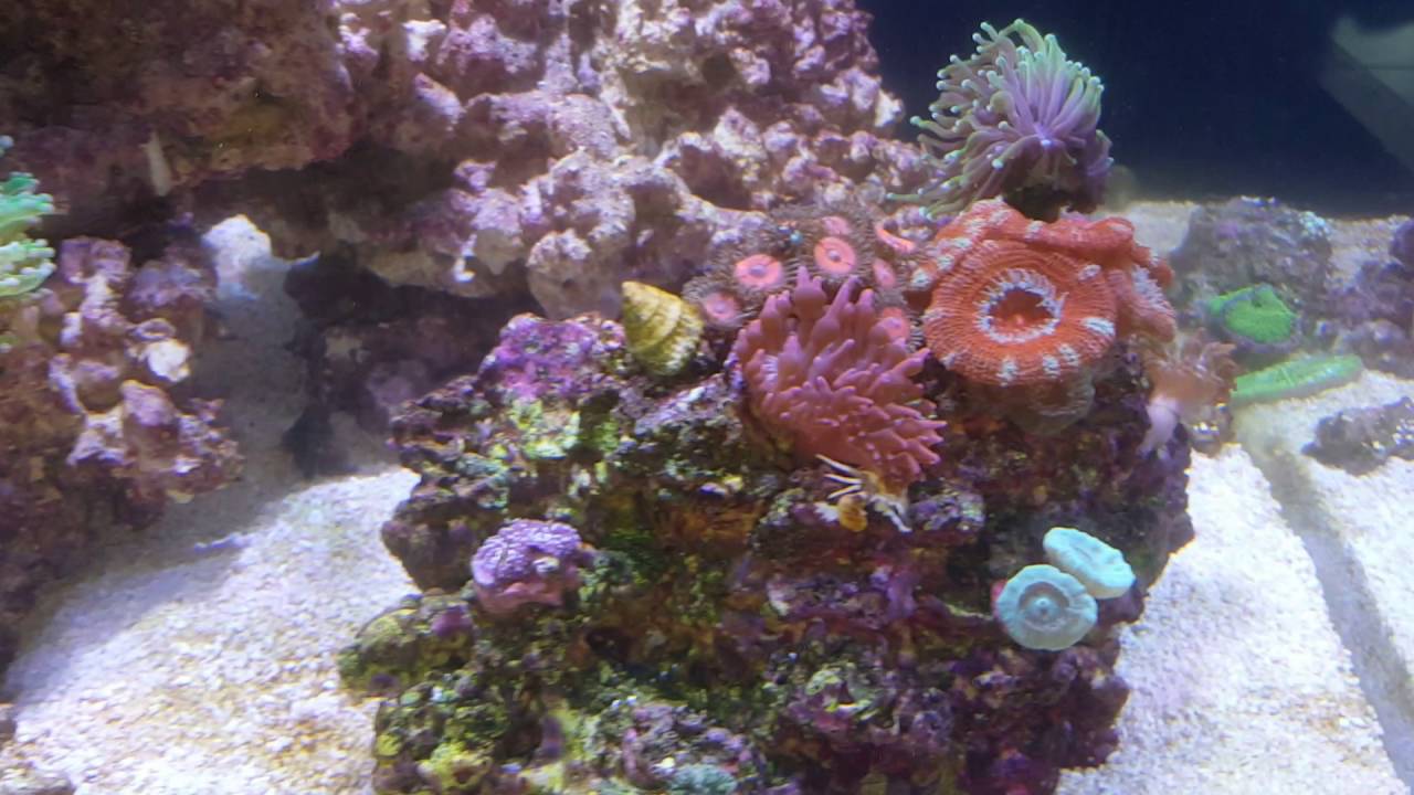 Red Sea Reefer 525 XL -- 20160513 - YouTube