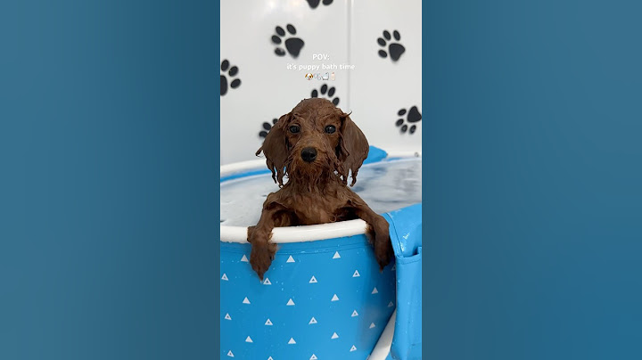 it’s puppy bath time! #puppy #shorts #asmr #blue #poodle #asmrvideo