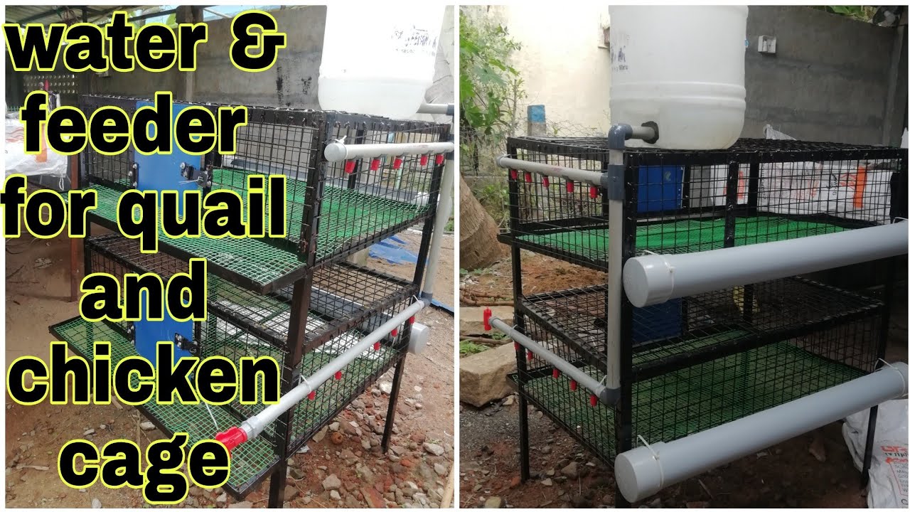 How to setup water and feeder for quail and chicken cage . YouTube