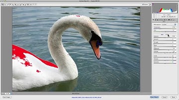 Camera Raw Histogram: How To Accurately Edit & Process Images