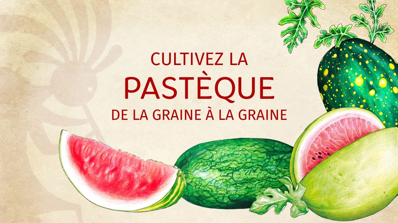 La Pastèque de la graine à la graine YouTube — free download