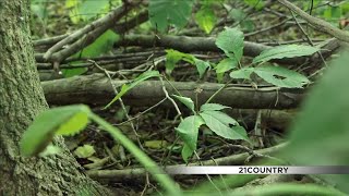 Valuable Root Grows in Northeast Indiana, but Good Luck Finding it!