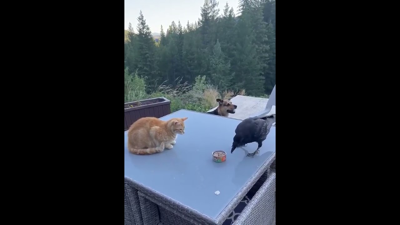 Raven feeds the dog