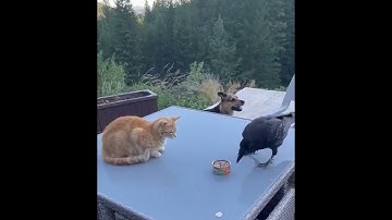 Raven feeds the dog