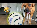 Blind dog reacting to wobble toy is the funniest thing ever!