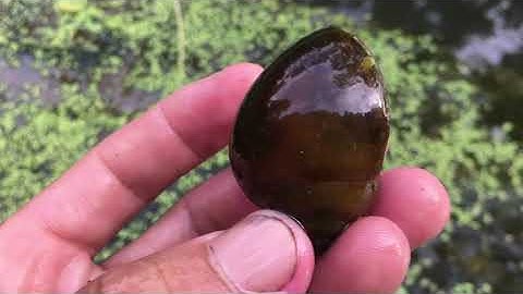 Dấu hiệu nhận biết bệnh đường ruột ốc chết hàng loạt ( và cách chữa trị ) ĐT 0353864376