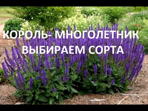 Видео: Информация о шалфее бабочке - узнайте о выращивании растений шалфея бабочки кордия