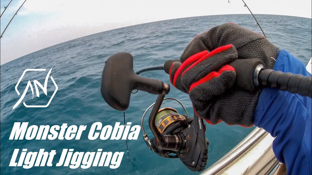 Daiwa BG 2500 - Monster Cobia on Light Jigging 