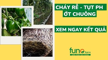 Cháy rễ - tụt pH cây ớt chuông - FUNOFARM