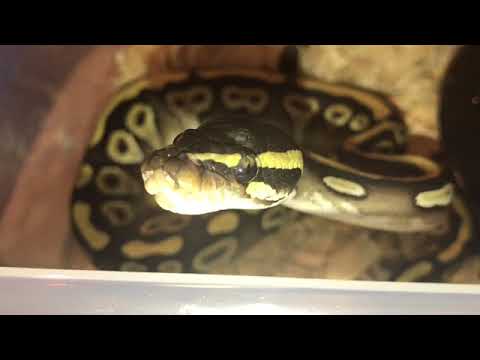 pythons for sale Vlog#142 Getting Back To Everyday Life !!!!!