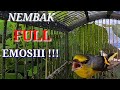 Masteran Gacor Suara Jernih Dan Ngeroll Panjang Full Suara Untuk Pancingan Burung Kontes Mp3 - Mp4 Download