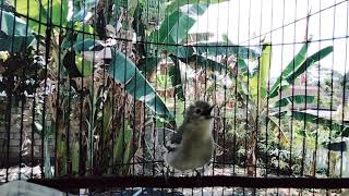 Download Lagu Sirtu Gacor full isian mewah.cocok untuk masteran dan pancingan. MP3