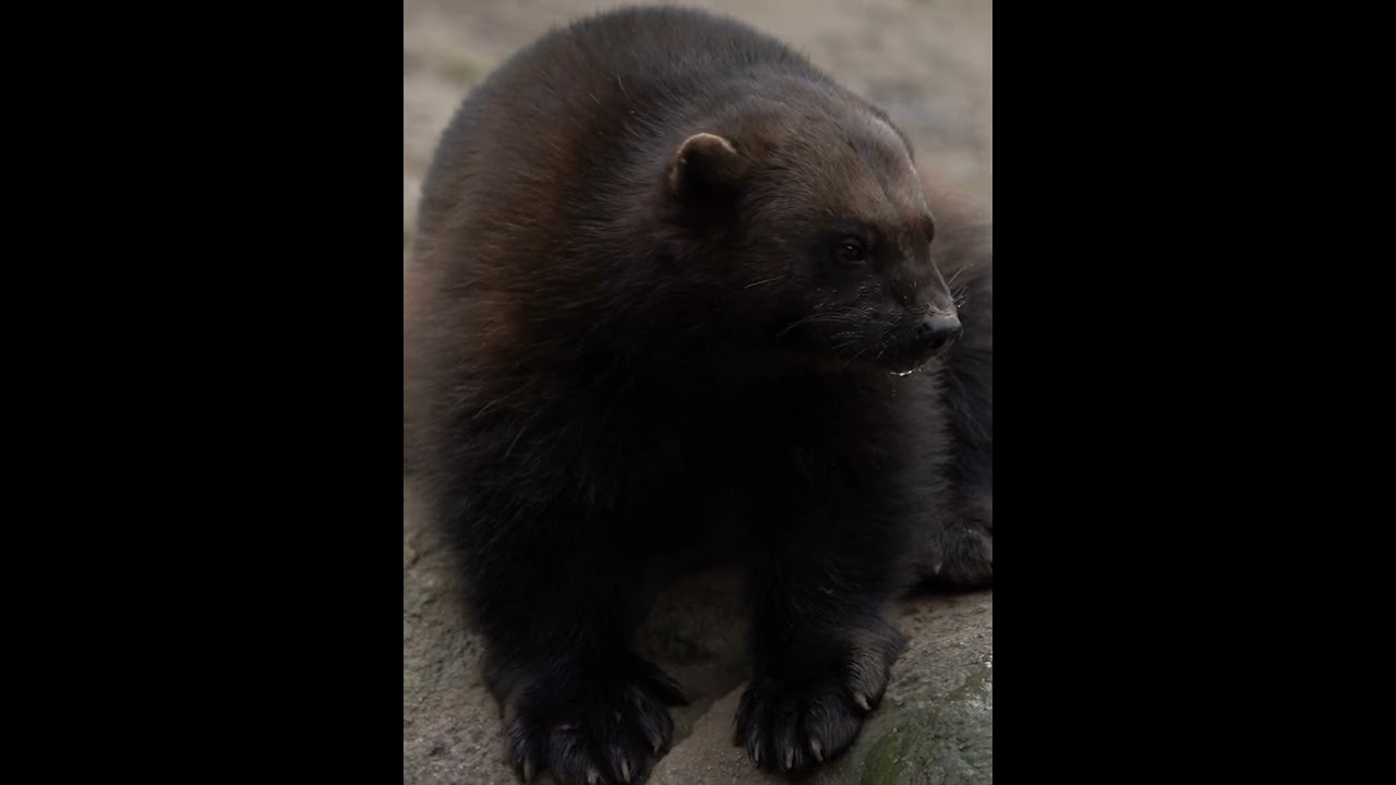 Wolverine🐾 The Fierce Survivor of the North 