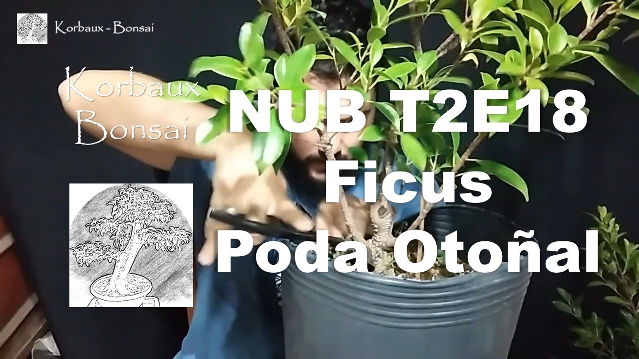 NUB T2E18 Ficus Poda Otoñal