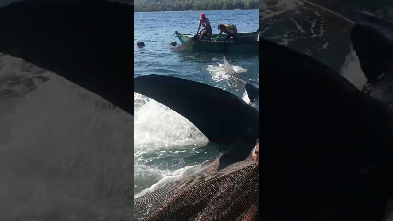 Nahirapan kami palabasin sa sobrang laki