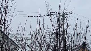 When birds soar beneath the cold sky, creating a magical scene.#viral #fypシ #birds