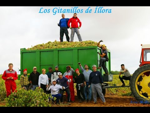 Vendimia 2016 en Tomelloso |David Brown 1410 Turbo, Massey Ferguson 290 & 285|