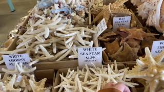 Sea Shells Souvenirs Shop