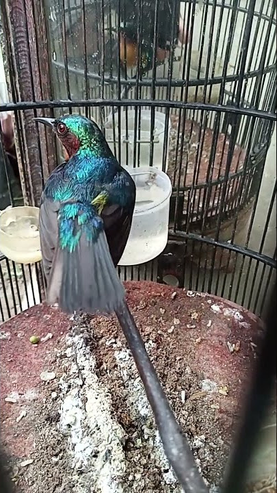 Kolibri Wulung lokal Blitar gacor