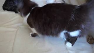 funny munchkin kittens having fun(смешные котята манчкин веселятся) funny munchkin kittens having fun(смешные котята манчкин веселятся)