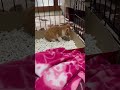 高校生が子猫の命をつないでくれました④ひとりでできるかな？
