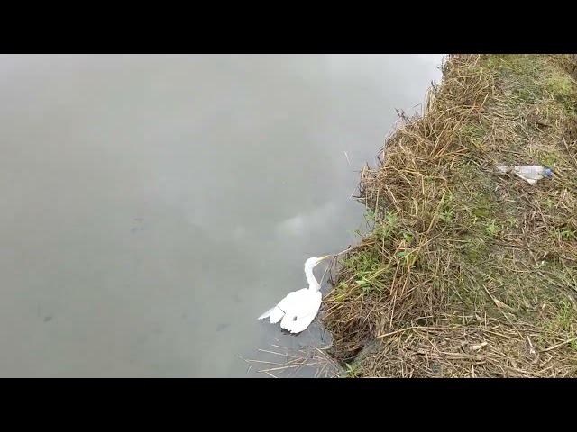 [閒聊] 虛弱的白鷺鷥