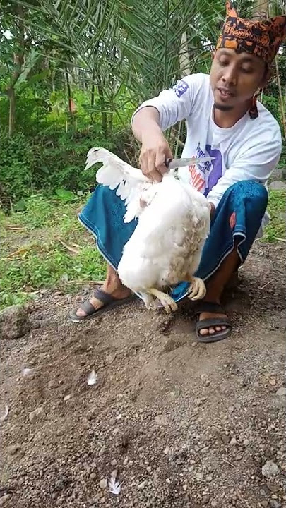 Cara mudah sembelih ayam sendirian