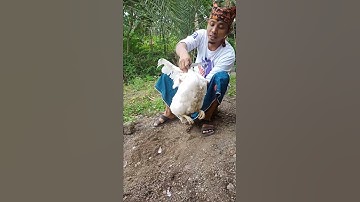 Thumbnail of Cara mudah sembelih ayam sendirian