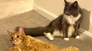 Three Goofy Cats try Catnip Together!! by The Juice Productions  63 views 4 days ago 4 minutes, 34 seconds