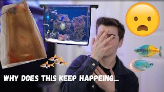 7 Goldfish In A Tub?! (I Didn&#39;t Think These Aquariums Could Get Any Worse...) Bad Aquarium Reaction!