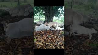 Enchentes em Santa Catarina Ilha redonda Palmitos