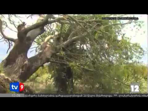 ახალი 12 | გამგებლების პრემიები | 04.08.12