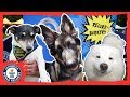 Guinness World Records goes to DogFest! - Guinness World Records